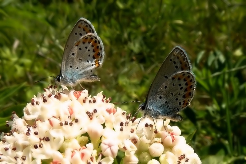 Plebejus argyrognomon